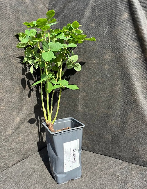 Роза парковая Джон Дэвис